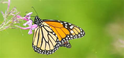 vad äter monarkfjärilar